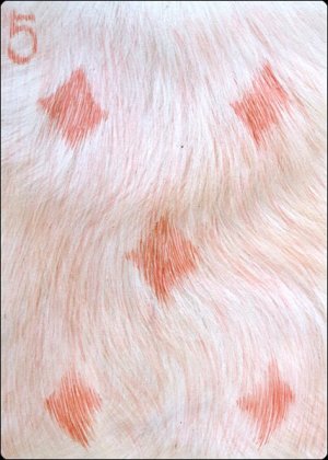 54-Project-Deck-by-Cocaine-Five-of-Diamonds