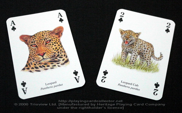 Wild-Cats-Playing-Cards-Ace-of-Clubs