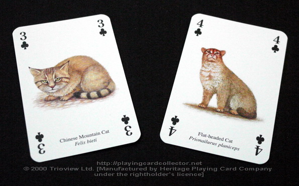 Wild-Cats-Playing-Cards-Clubs-3-4