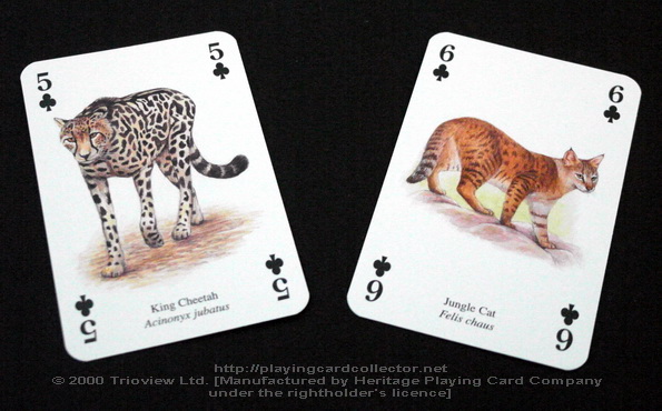 Wild-Cats-Playing-Cards-Clubs-5-6
