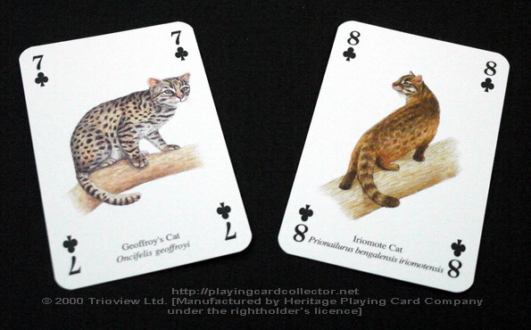 Wild-Cats-Playing-Cards-Clubs-7-8