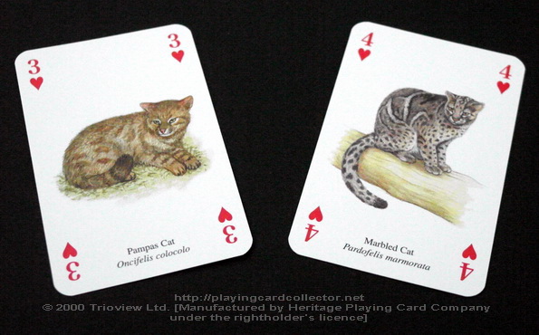 Wild-Cats-Playing-Cards-Hearts-3-4